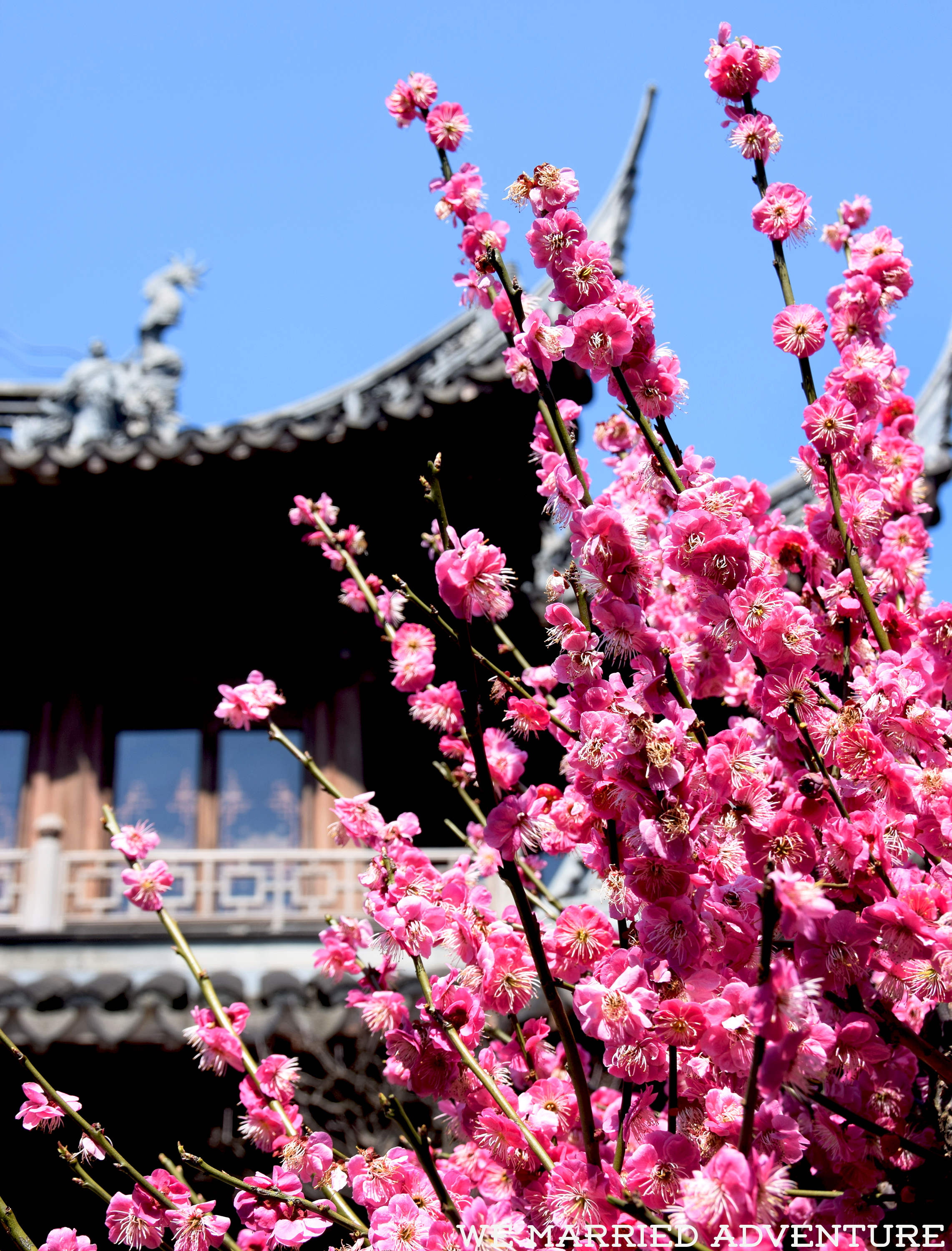 Springtime in Shanghai: Yu Garden and the Bund