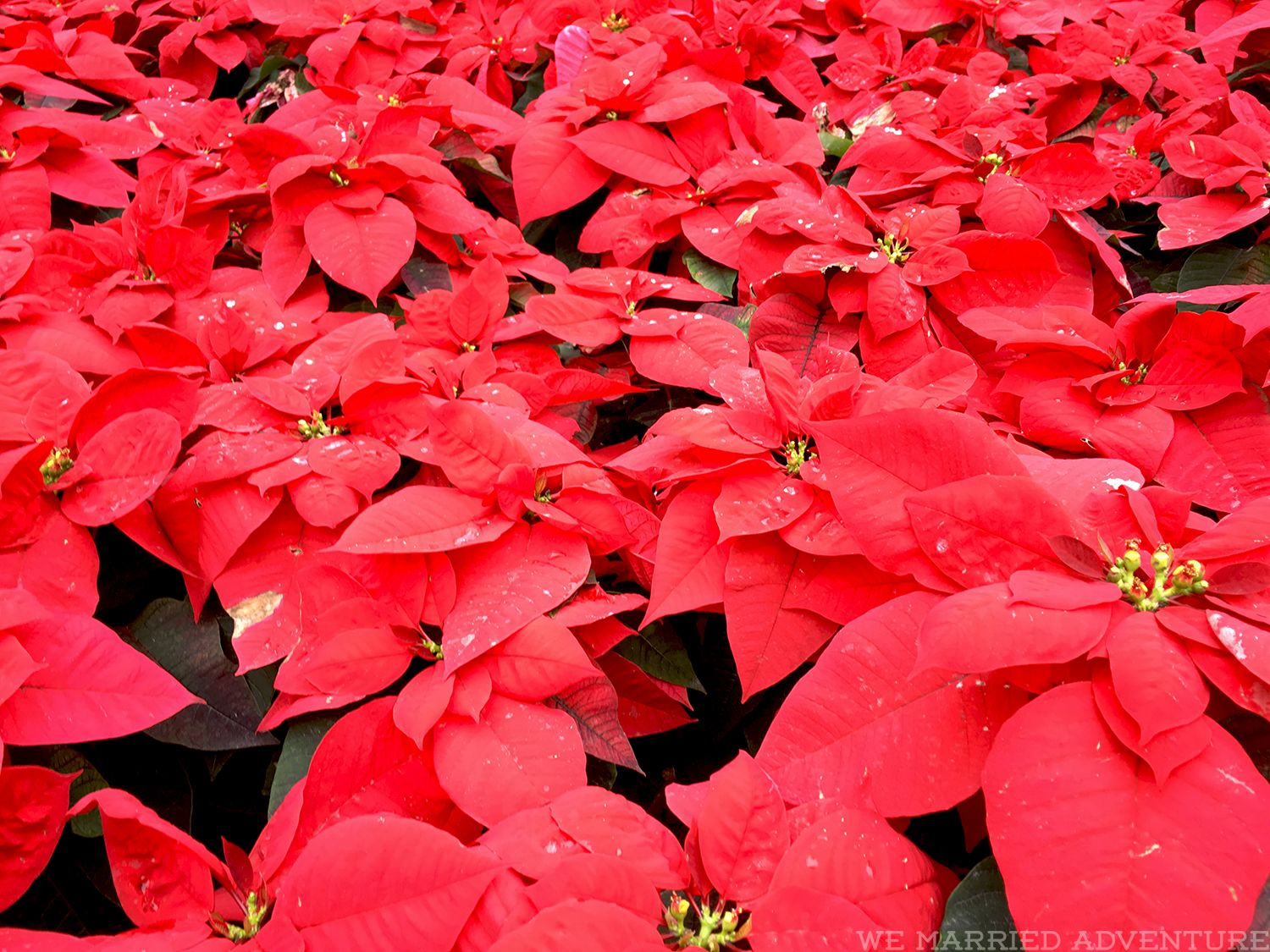 Celebrating Christmas in Hong Kong and Macau