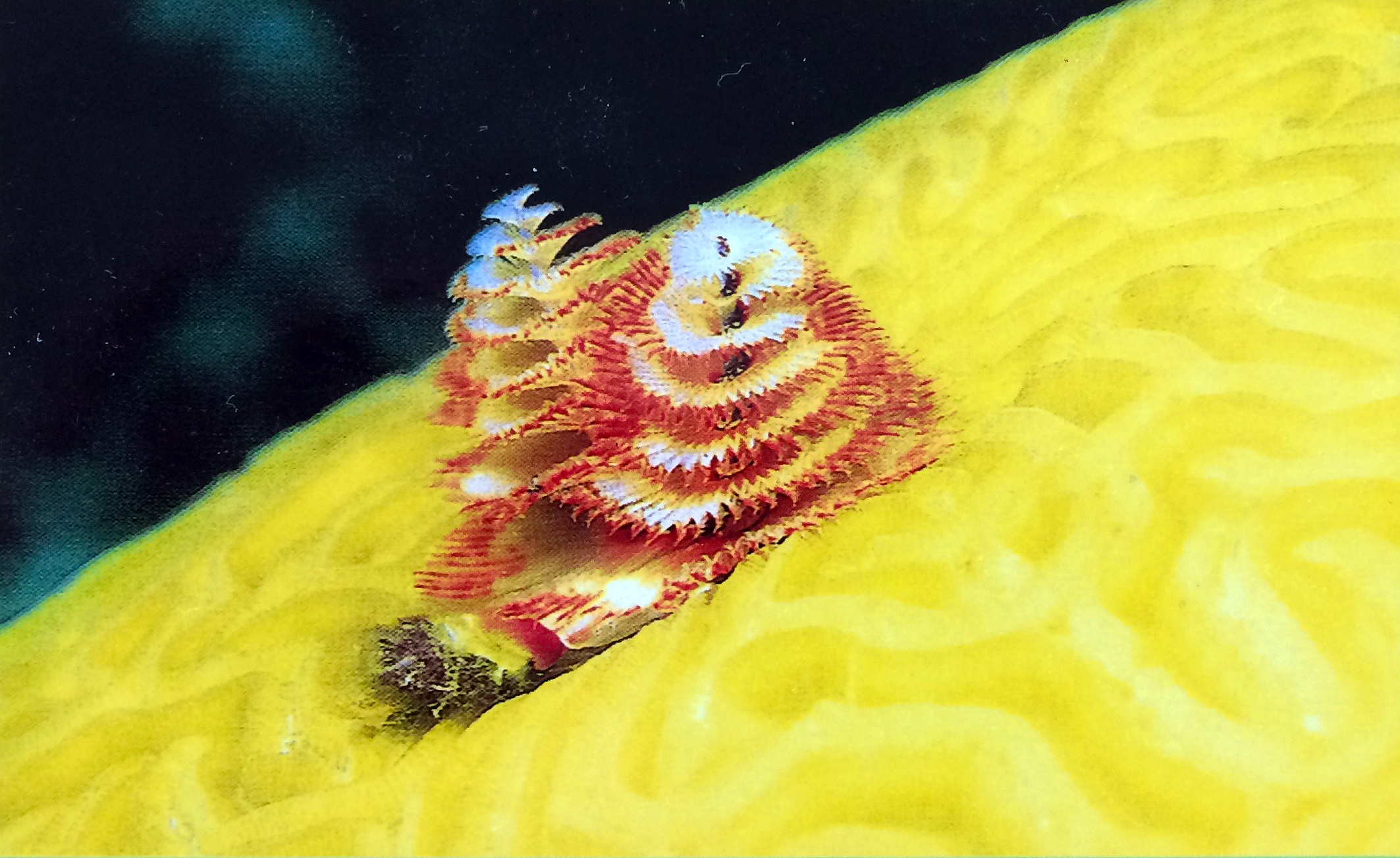 Postcards to Wanda: Cayman Islands