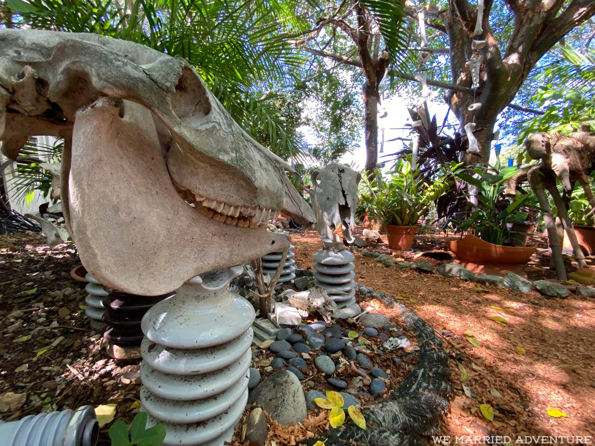 The Wonderful Weirdness of Bonaire Botanical Garden